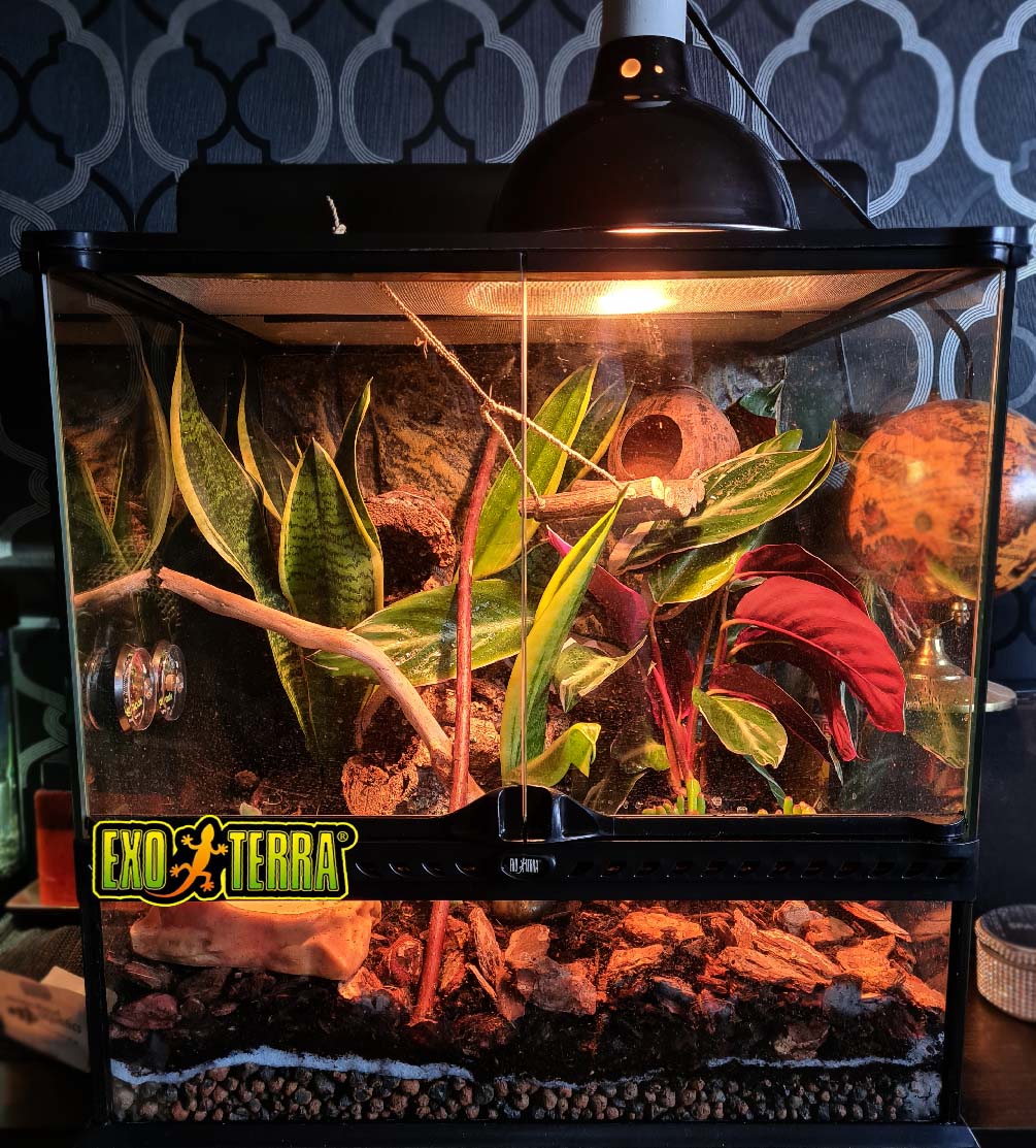 Exo Terra Reptile Terrarium 45 x 45 cm small Bio substrate Hydro balls tropical soil. Wayne's TerraWorld