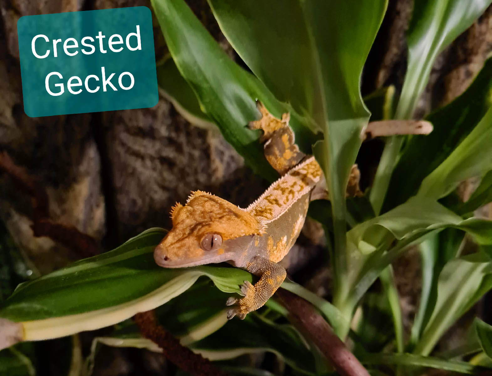 Dragon Tree Dracaena fragrans Gecko Terrarium. Wayne's TerraWorld