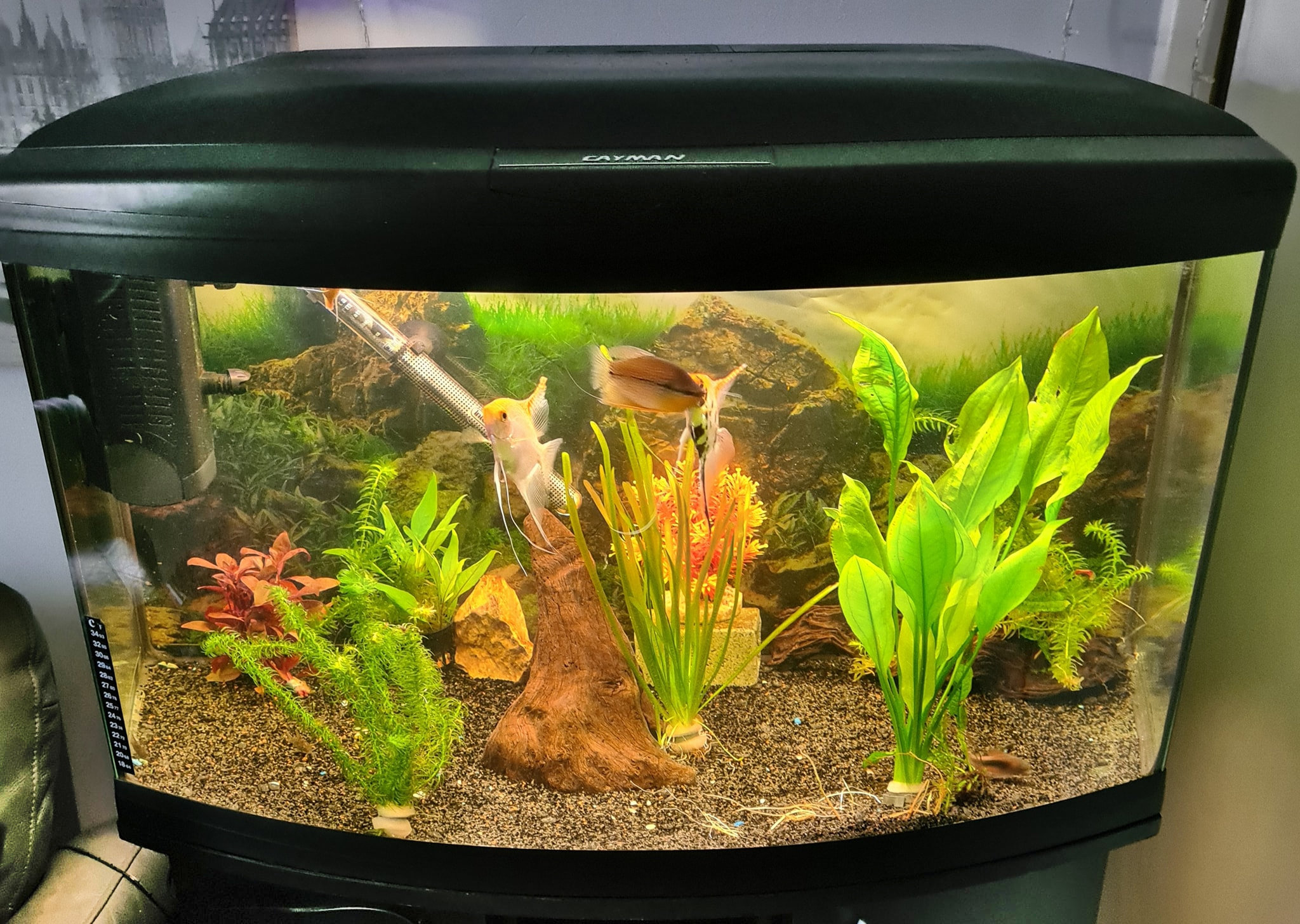 Ferplast Cayman 80 Professional Tropical Aquarium Fish Tank and cabinet. Wayne's AquaWorld