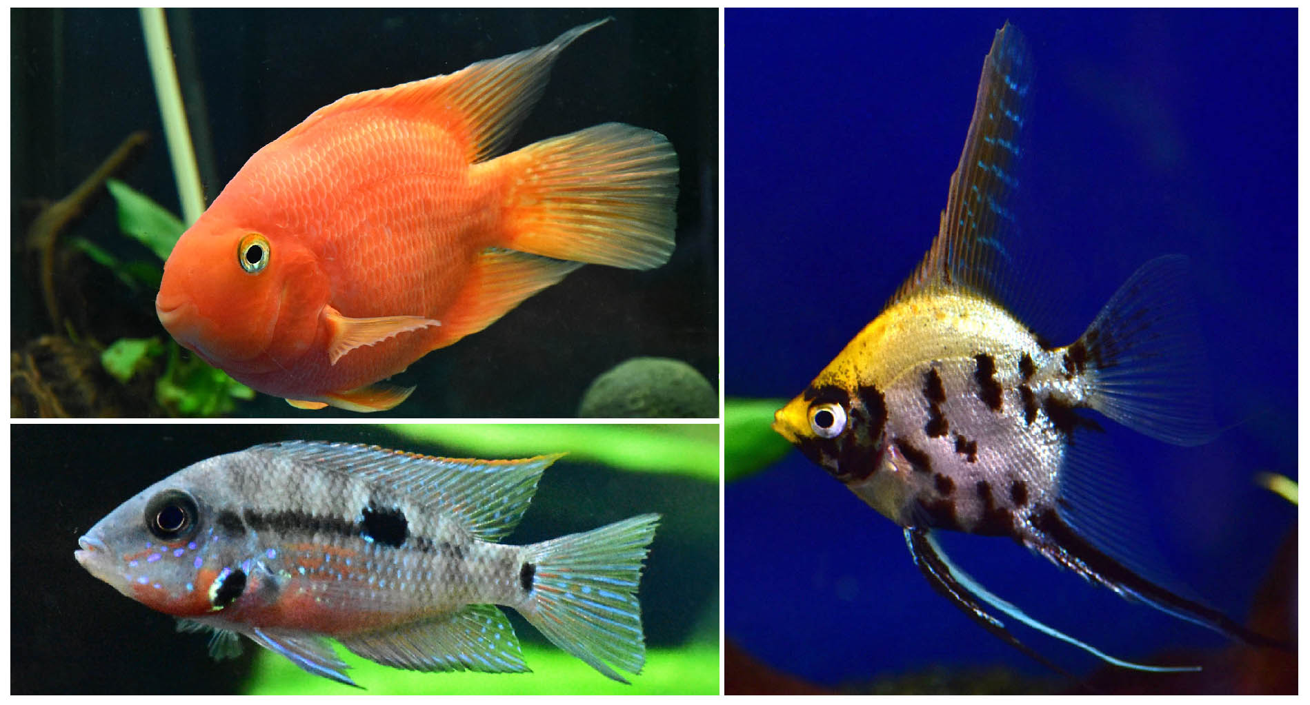 Firemouth Cichlid. Wayne's AquaWorld