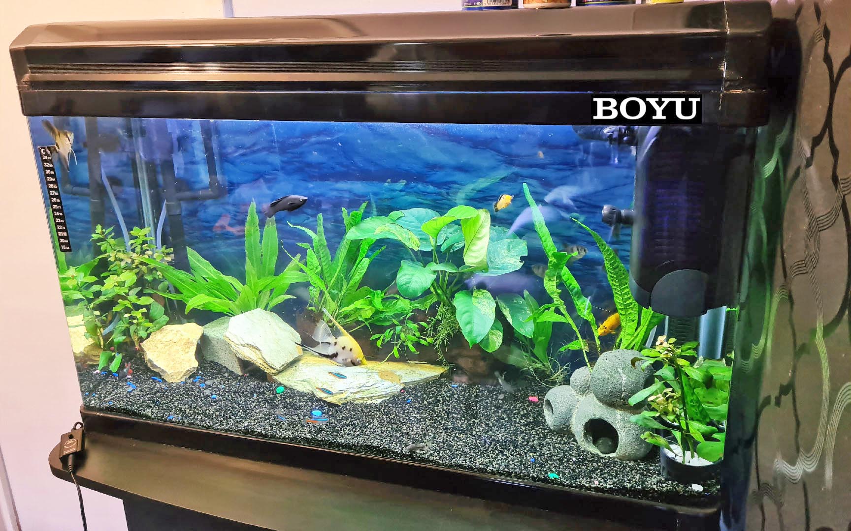 BOYU EA80E Tropical Aquarium Fish Tank and cabinet. Wayne's AquaWorld