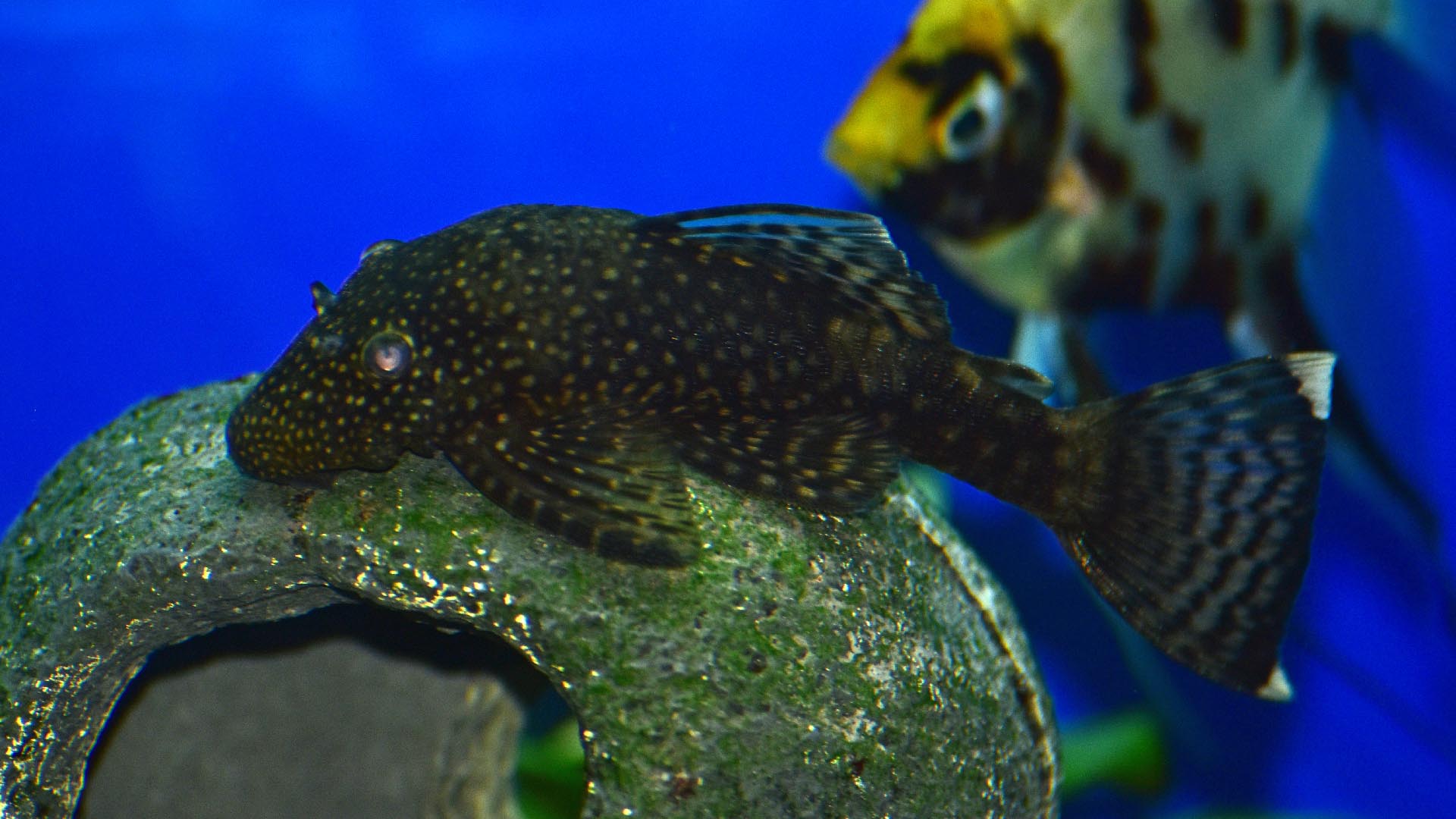 Bristlenose plecostomus or suckermouth Ancistrus catfish, which has a sucker mouth