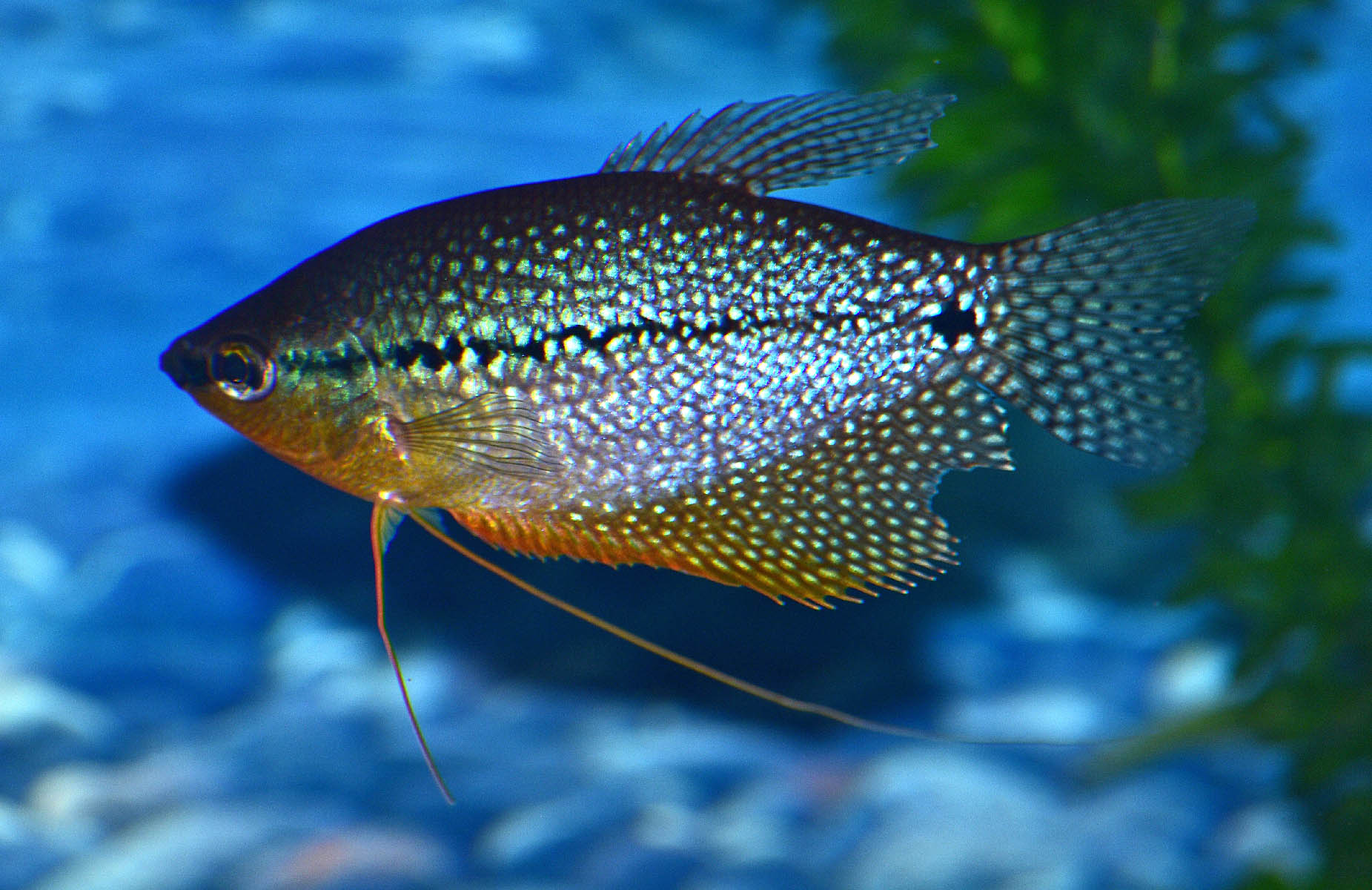 fish,topical,Pearl Gourami