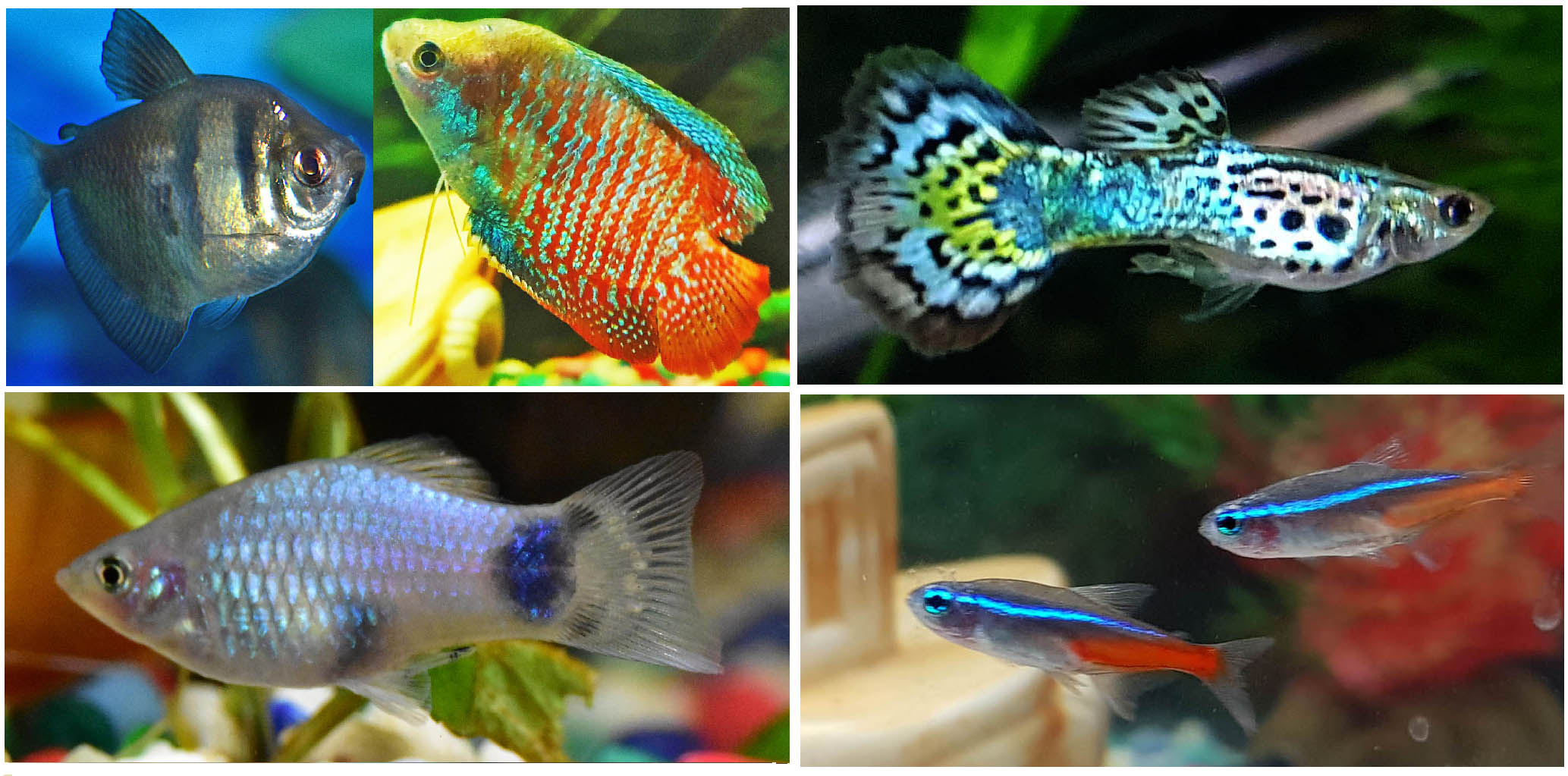 small, tropical, fish,